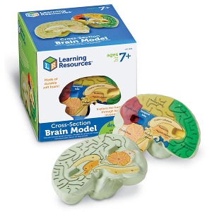 러닝리소스 인체 뇌 단면 모형하바24